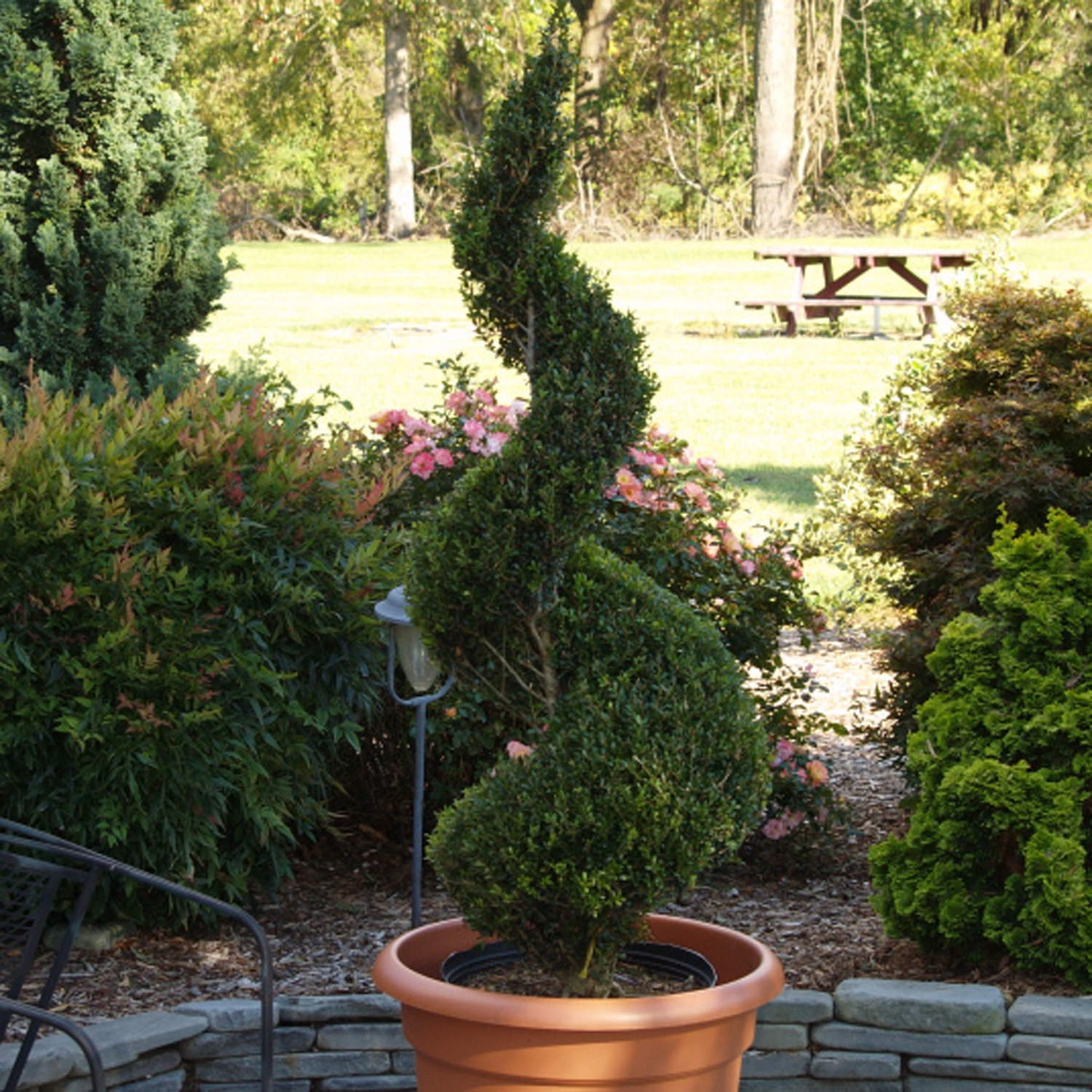 A potted Sky Box® Inkberry Holly (Ilex) with a spiral shape stands on a stone patio in a decorative container, surrounded by garden bushes, flowers, and trees in the sun. - Photo Courtesy of Proven Winners, Inc. Decorative pot not included.