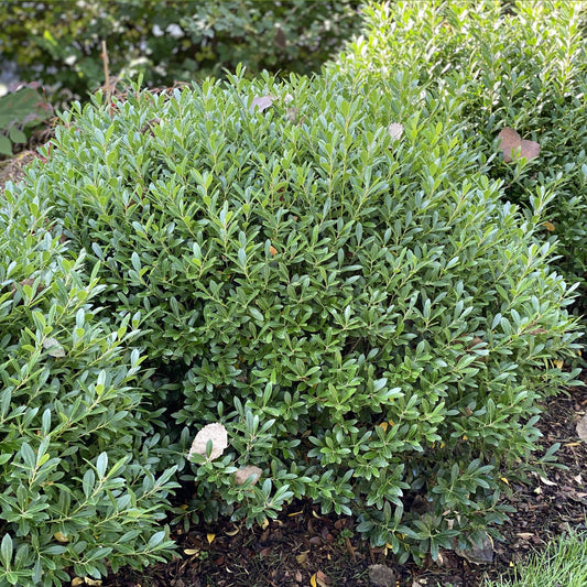 Strong Box® Inkberry Holly (Ilex) - Photo Property of Garden Crossings LLC