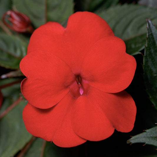 Sunpatiens® Compact Deep Red Impatiens - Photo Courtesy of Ball Horticulure, Inc.