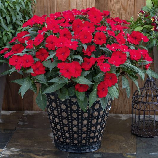 Sunpatiens® Compact Deep Red Impatiens - Photo Courtesy of Ball Horticulure, Inc.
