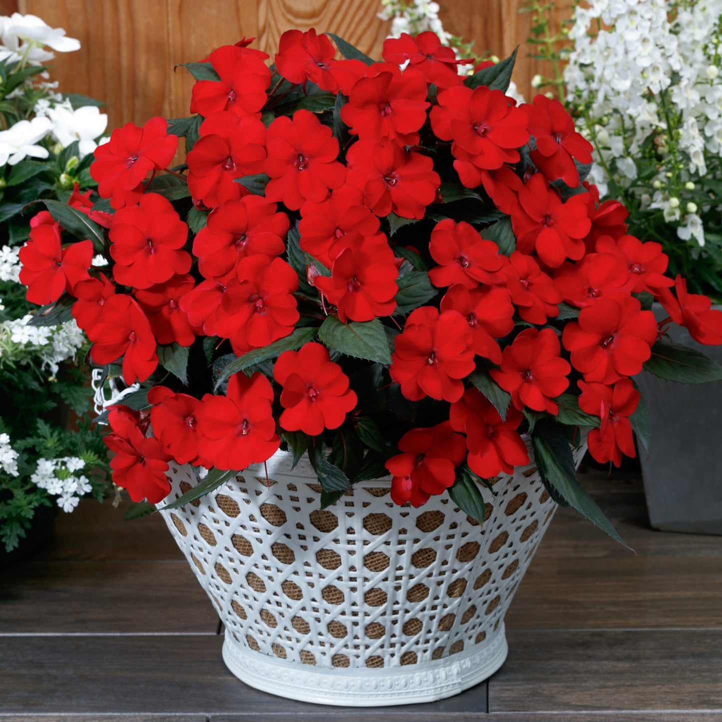 A white woven basket displays Sunpatiens® Compact Deep Red Impatiens, featuring vibrant red blooms and dark green leaves on a wooden surface with other flowering plants softly blurred behind - Photo Courtesy of Ball Horticulture, Inc. Decorative pot not included.