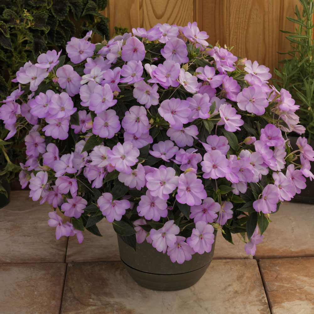 A potted Sunpatiens® Compact Orchid Blush Impatiens, with lush green leaves and abundant violet-white blooms, sits on a tiled floor before a wooden wall - Photo Courtesy of Ball Horticulure, Inc. Decorative pot not included.
