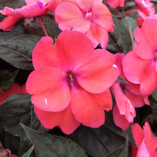 Sunpatiens® Compact Deep Rose Impatiens - Photo Property of Garden Crossings LLC