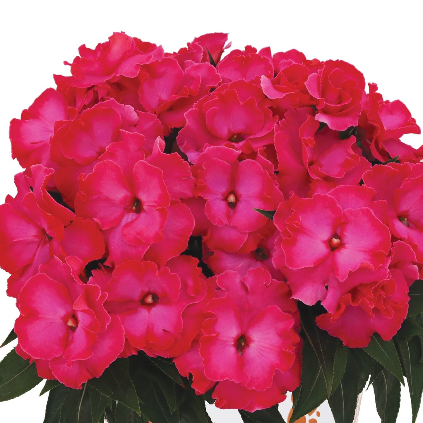 Rollercoaster Hot Pink New Guinea Impatiens features vibrant pink, ruffled flowers and deep green leaves against a white background - Photo Courtesy of Ball Horticulture, Inc.