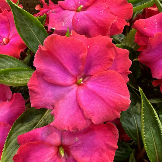 Rollercoaster Hot Pink New Guinea Impatiens - Photo Property of Garden Crossings LLC