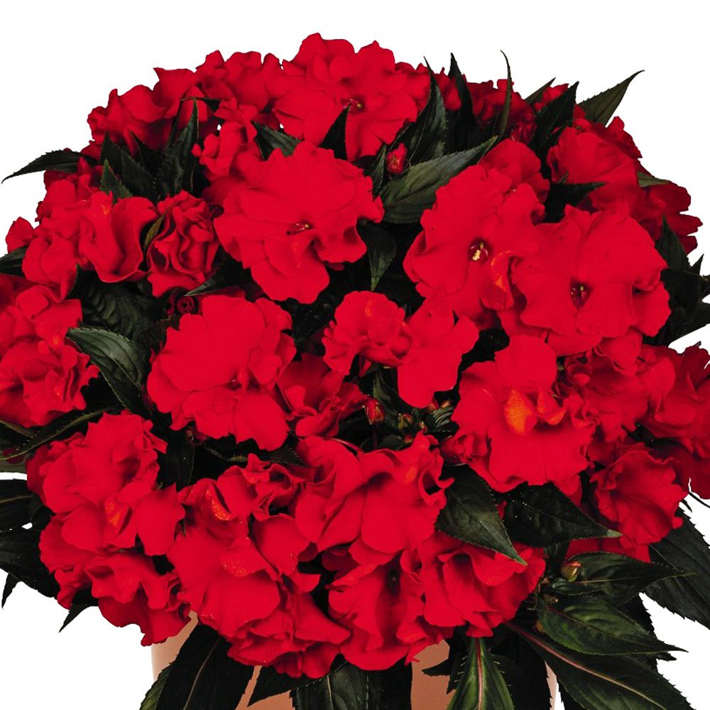A close-up of vibrant Rollercoaster Red Racer New Guinea Impatiens with red blooms and dark green leaves, set against a white background - Photo Courtesy of Ball Horticulture, Inc. Decorative pot not included.