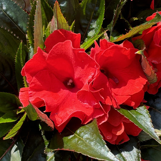 Rollercoaster Red Racer New Guinea Impatiens - Photo Property of Garden Crossings LLC