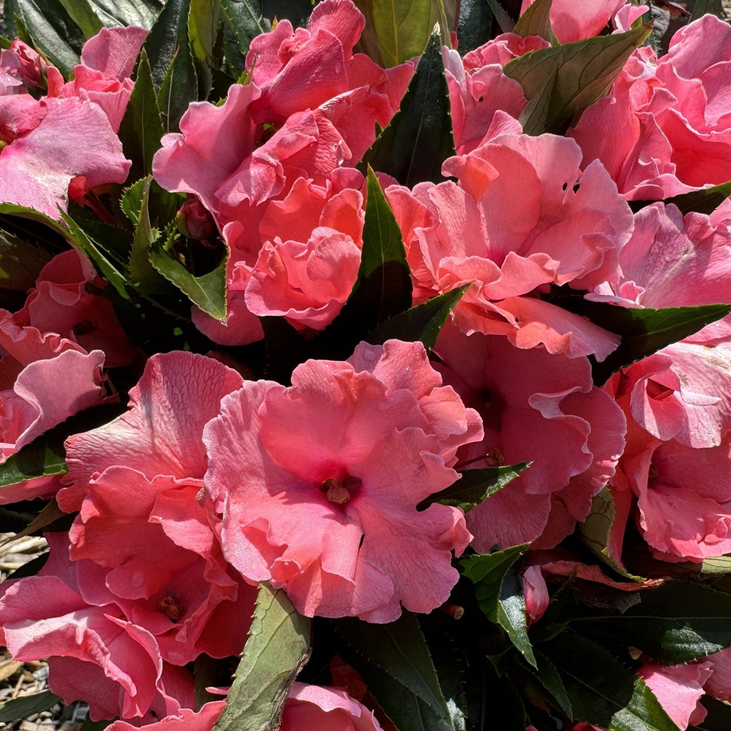 A close-up of Rollercoaster Tangy Taffy New Guinea Impatiens, featuring vibrant pink ruffled petals and dark green leaves in bright sunlight - Photo Courtesy of Ball Horticulture, Inc.