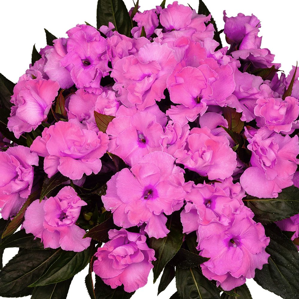 A cluster of Rollercoaster Valraven Violet New Guinea Impatiens, with ruffled violet blooms and lush dark green leaves, creates a dense, colorful display - Photo Courtesy of Ball Horticulture, Inc.