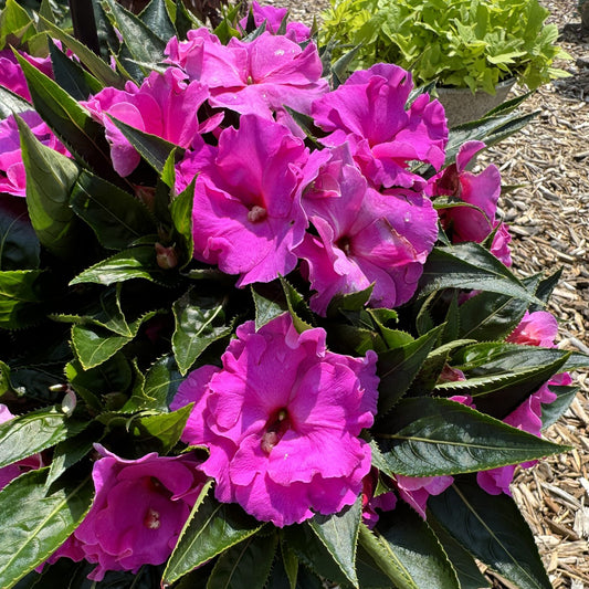 Rollercoaster Valraven Violet New Guinea Impatiens - Photo Property of Garden Crossings LLC