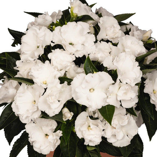 Rollercoaster White Lightning New Guinea Impatiens - Photo Courtesy of Ball Horticulure, Inc.