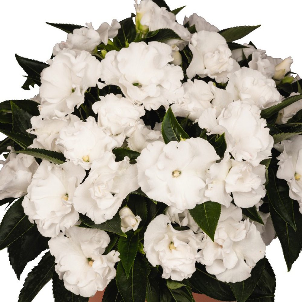 Rollercoaster White Lightning New Guinea Impatiens features semi-double white, ruffled blooms and dark green foliage - Photo Courtesy of Ball Horticulture, Inc. Decorative pot not included.
