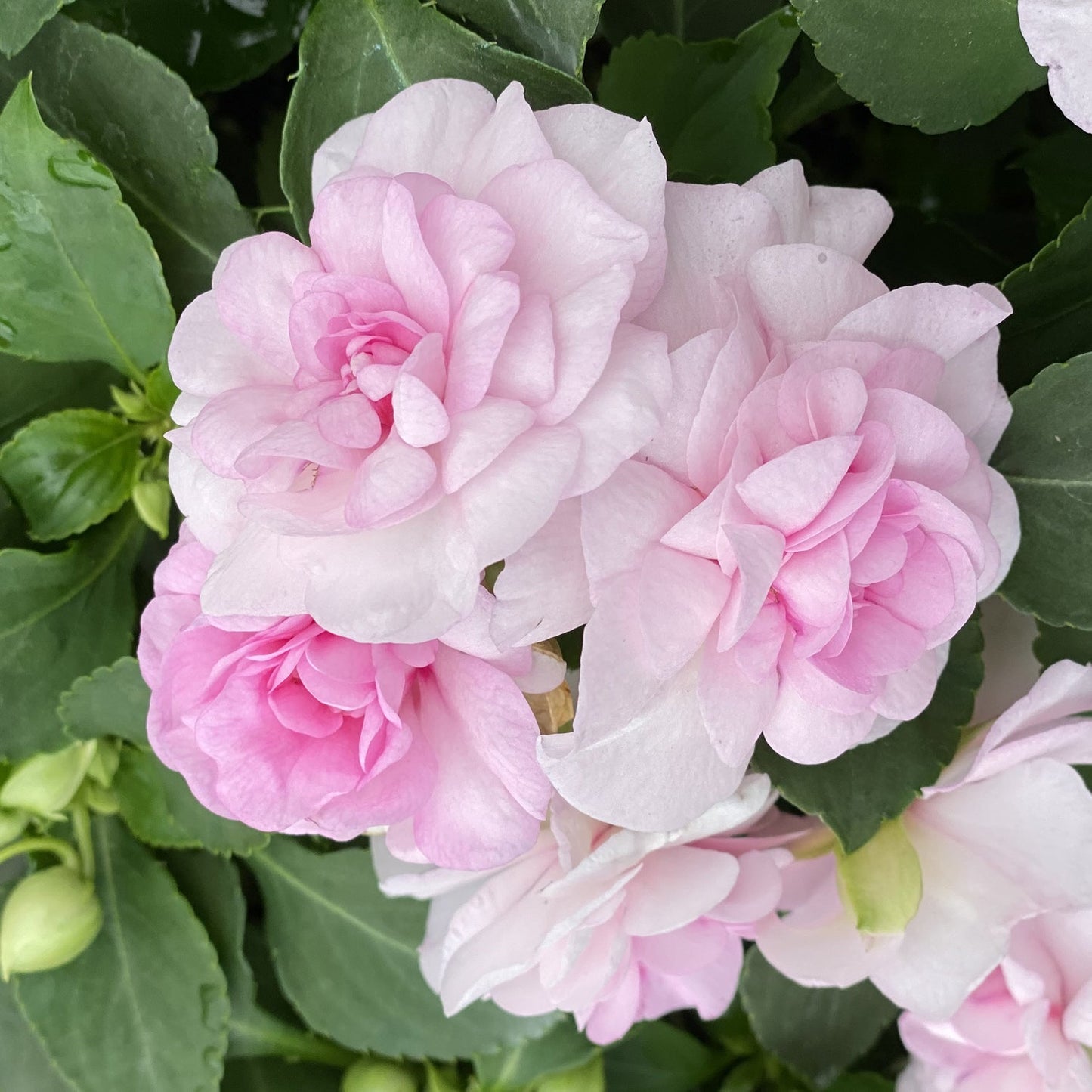 Rockapulco® Appleblossom Double Impatiens displays light pink, soft, layered double blooms amid dark green leaves and unopened buds - Photo Property of Garden Crossings LLC.