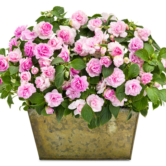 Rockapulco® Appleblossom Double Impatiens - Photo Courtesy of Proven Winners, Inc.