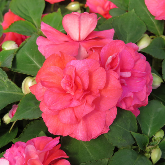 Rockapulco® Coral Reef Double Impatiens - Photo Property of Garden Crossings LLC