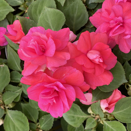 Rockapulco® Coral Reef Double Impatiens - Photo Property of Garden Crossings LLC