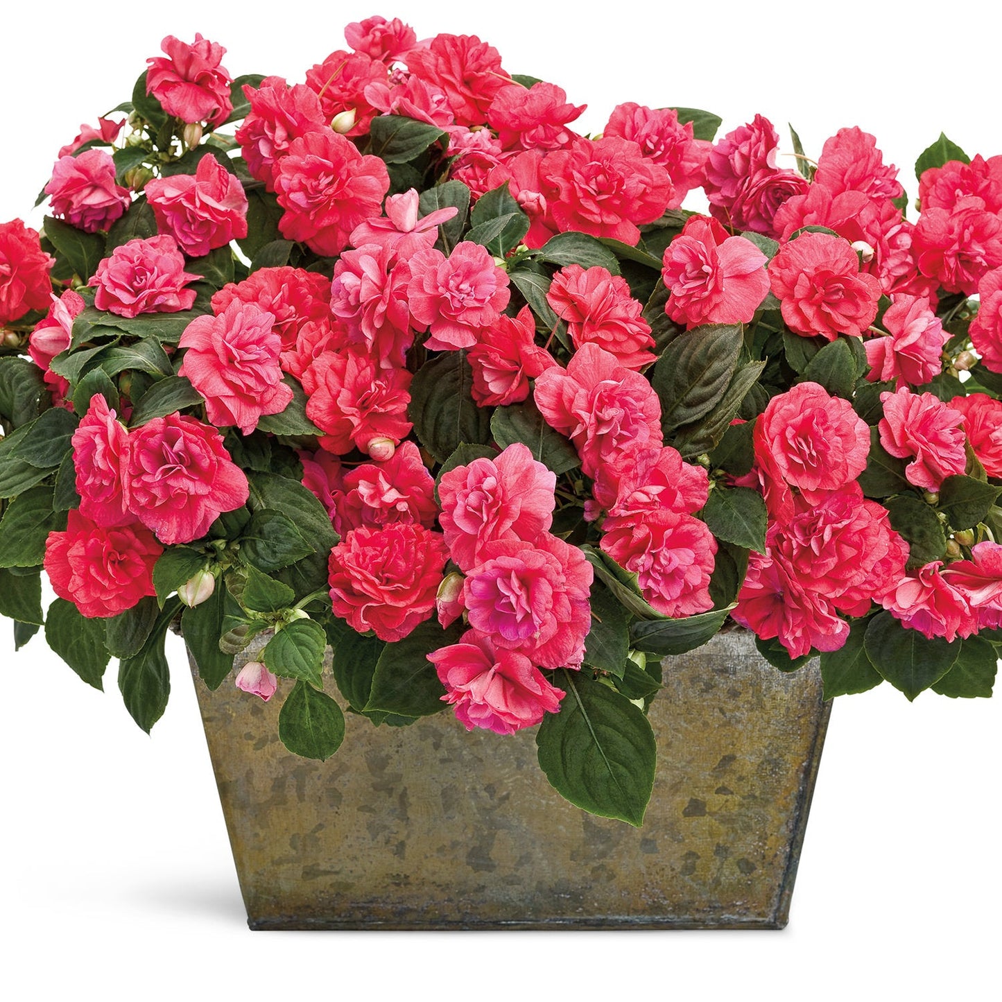 A rectangular metal planter filled with Rockapulco® Coral Reef Double Impatiens—vibrant pink flowers and green leaves—set against a white background - Photo Courtesy of Proven Winners, Inc. Decorative pot not included.