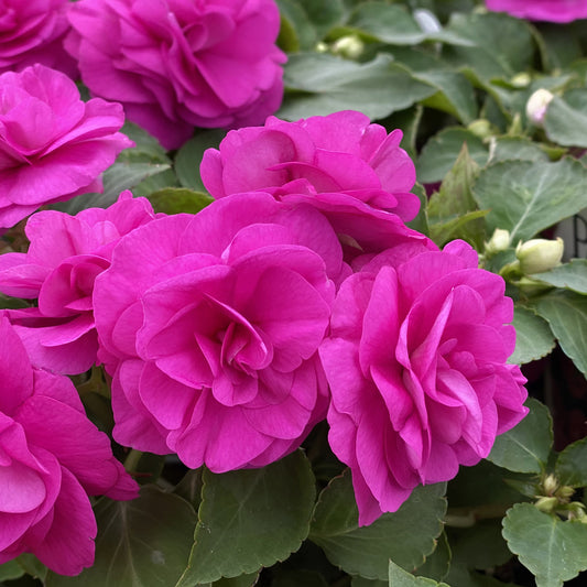 Rockapulco® Purple Double Impatiens - Photo Property of Garden Crossings LLC