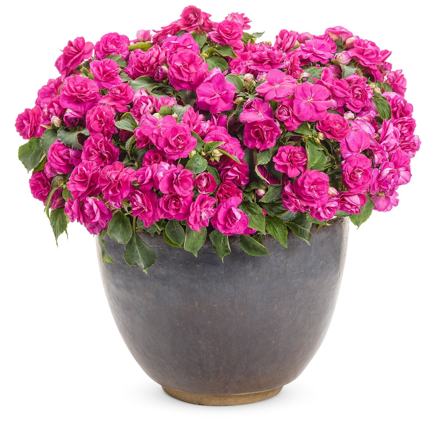 A large, round, dark gray planter with lush green leaves and blooming Rockapulco® Purple Double Impatiens stands out against a plain white background - Photo Courtesy of Proven Winners, Inc. Decorative pot not included.