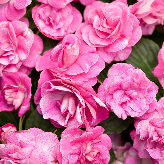 Rockapulco® Rose Double Impatiens - Photo Courtesy of Proven Winners, Inc.