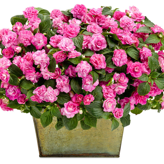 Rockapulco® Rose Double Impatiens - Photo Courtesy of Proven Winners, Inc.