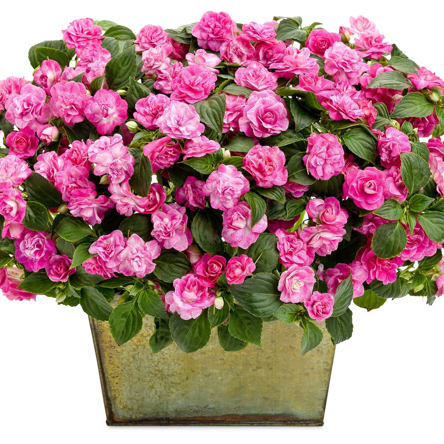 The Rockapulco® Rose Double Impatiens showcases abundant rose-like pink blooms and deep green foliage in a chic rectangular metallic pot - Photo Courtesy of Proven Winners, Inc. Decorative pot not included.