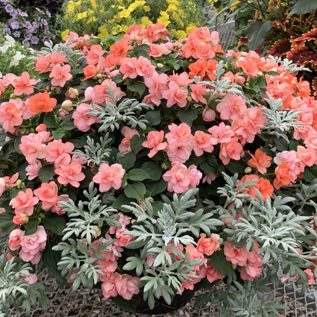 Rockapulco® Tropical Shades Double Impatiens showcases vibrant coral-pink double blooms and lush green foliage, accented with silvery, fern-like leaves - Photo Property of Garden Crossings LLC. Decorative pot not included.