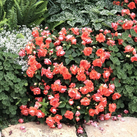 Rockapulco® Tropical Shades Double Impatiens - Photo Property of Garden Crossings LLC