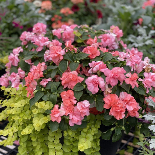 Rockapulco® Tropical Shades Double Impatiens - Photo Property of Garden Crossings LLC