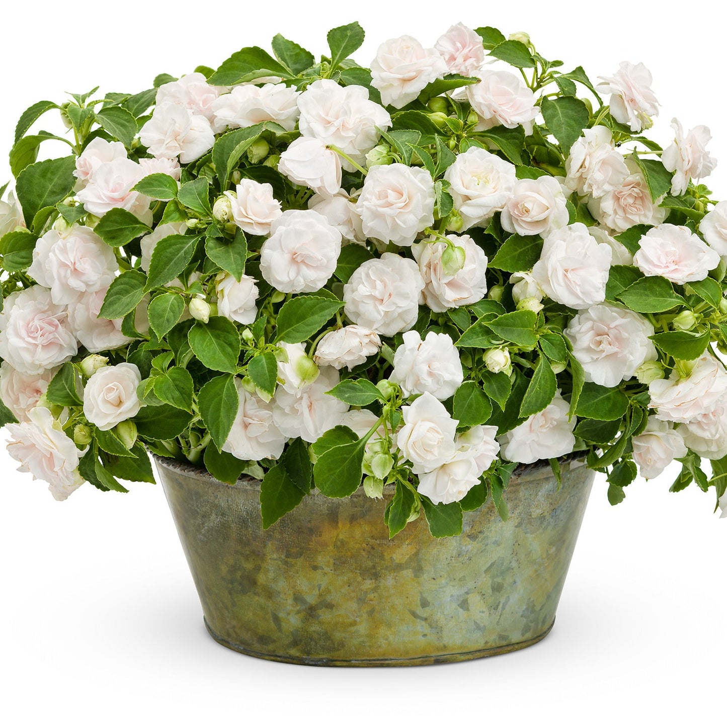 A metal pot brims with lush green leaves and Rockapulco® White Double Impatiens displayed against a white background - Photo Courtesy of Proven Winners, Inc. Decorative pot not included.
