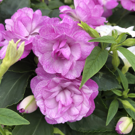 Rockapulco® Wisteria Double Impatiens - Photo Property of Garden Crossings LLC