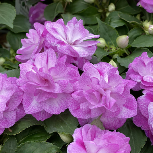 Rockapulco® Wisteria Double Impatiens - Photo Property of Garden Crossings LLC