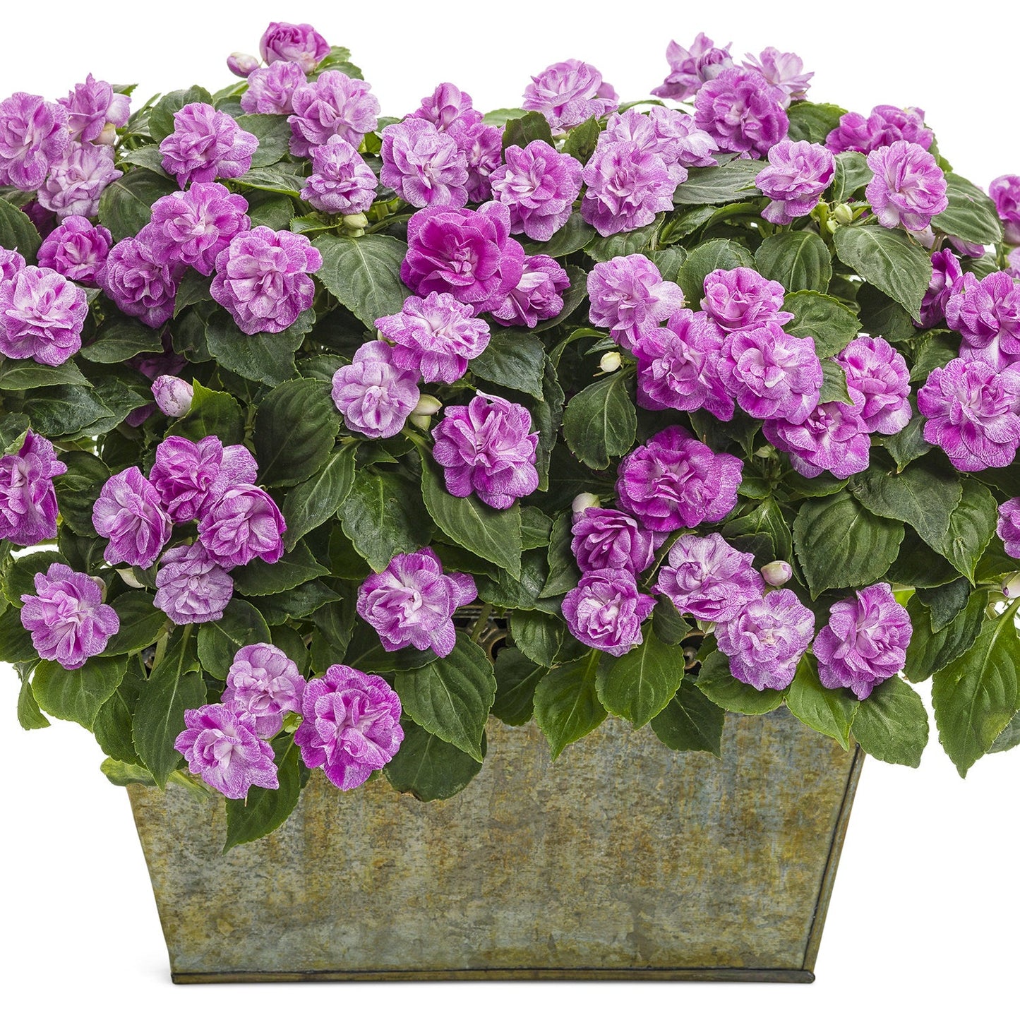 A rectangular metal planter brims with lush green foliage and numerous purple Rockapulco® Wisteria Double Impatiens flowers in full bloom - Photo Courtesy of Proven Winners, Inc. Decorative pot not included.