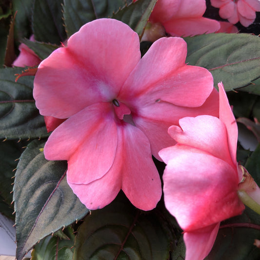Sunpatiens® Compact Blush Pink Impatiens - Photo Property of Garden Crossings LLC