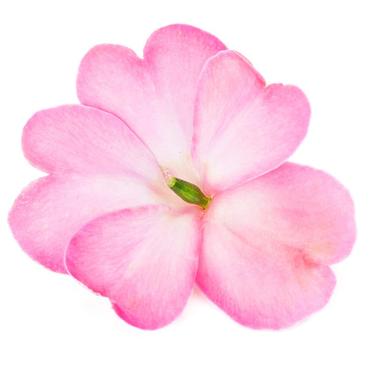 Sunpatiens® Compact Pink Flash Impatiens - Photo Courtesy of Ball Horticulure, Inc.