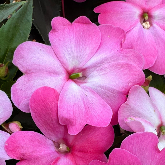 Sunpatiens® Compact Pink Flash Impatiens - Photo Property of Garden Crossings LLC