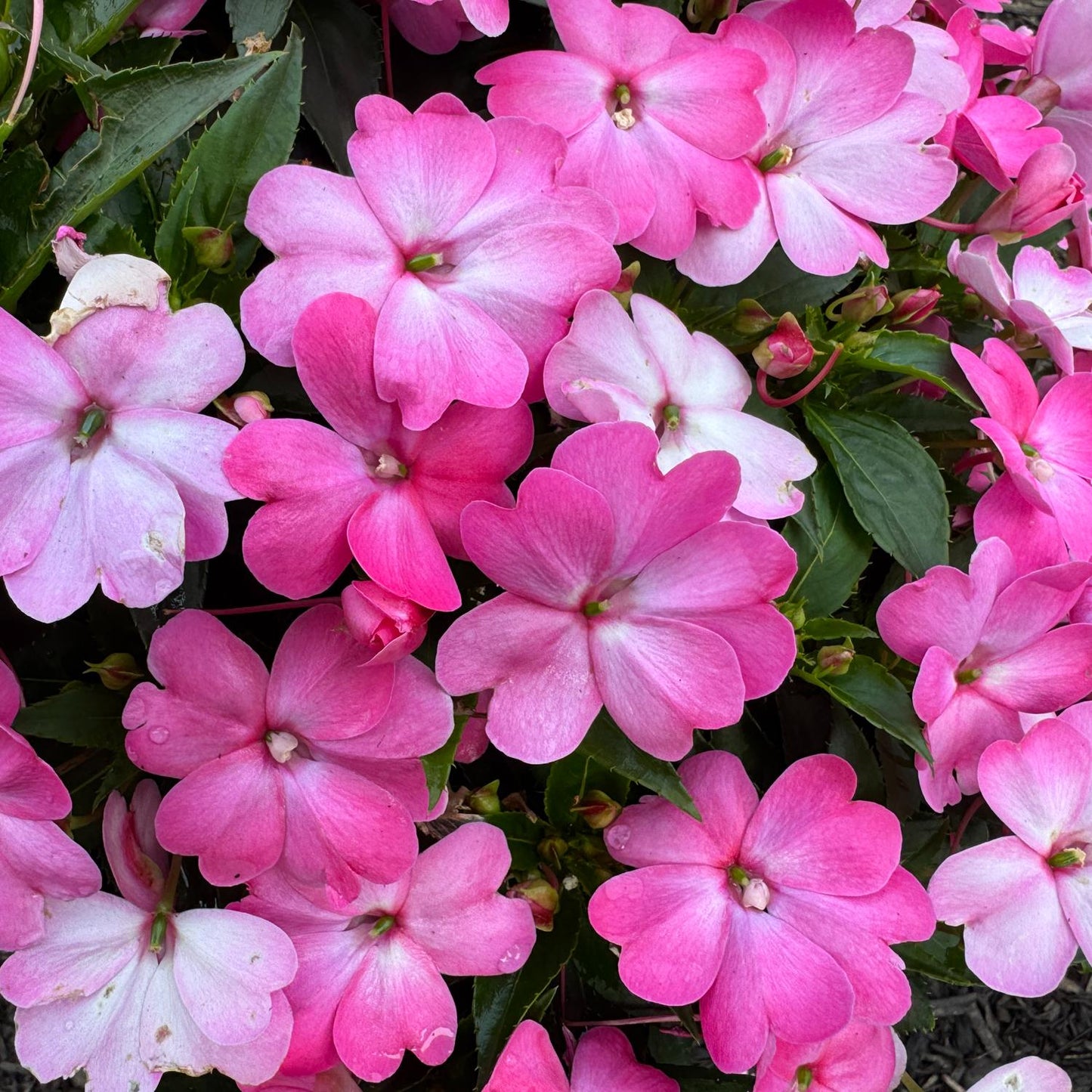 A cluster of Sunpatiens® Compact Pink Flash Impatiens features heat-tolerant blooms in shades of pink with subtle white highlights, set against a backdrop of green leaves - Photo Property of Garden Crossings LLC.