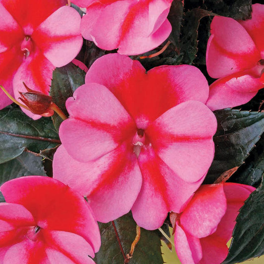 Sunpatiens® Compact Red Candy Impatiens - Photo Courtesy of Ball Horticulure, Inc.