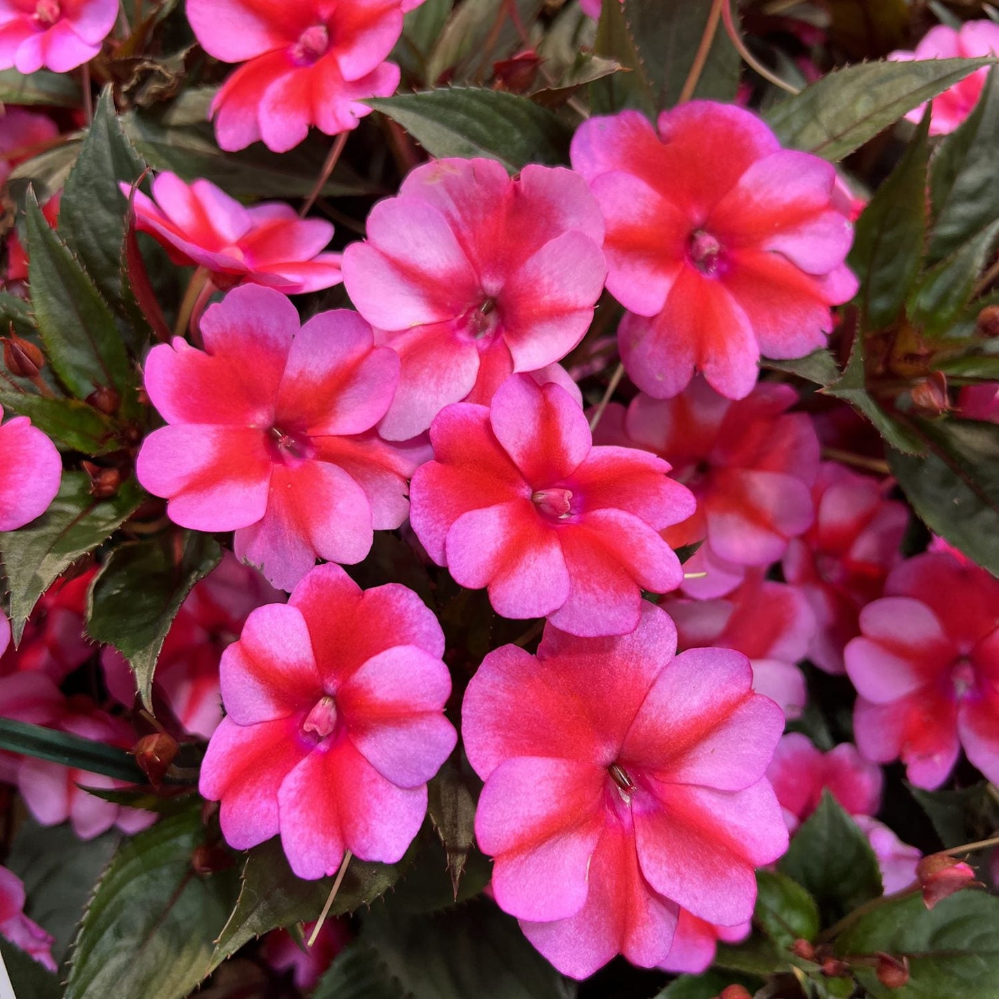 Sunpatiens® Compact Red Candy Impatiens showcases clusters of vibrant pink and red gradient petals amid lush green leaves, creating a colorful, lively display ideal for sunny spots - Photo Property of Garden Crossings LLC.