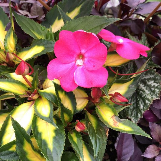 Sunpatiens® Compact Tropical Rose Impatiens - Photo Property of Garden Crossings LLC