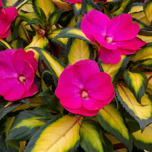 Sunpatiens® Compact Tropical Rose Impatiens - Photo Courtesy of Proven Winners, Inc.