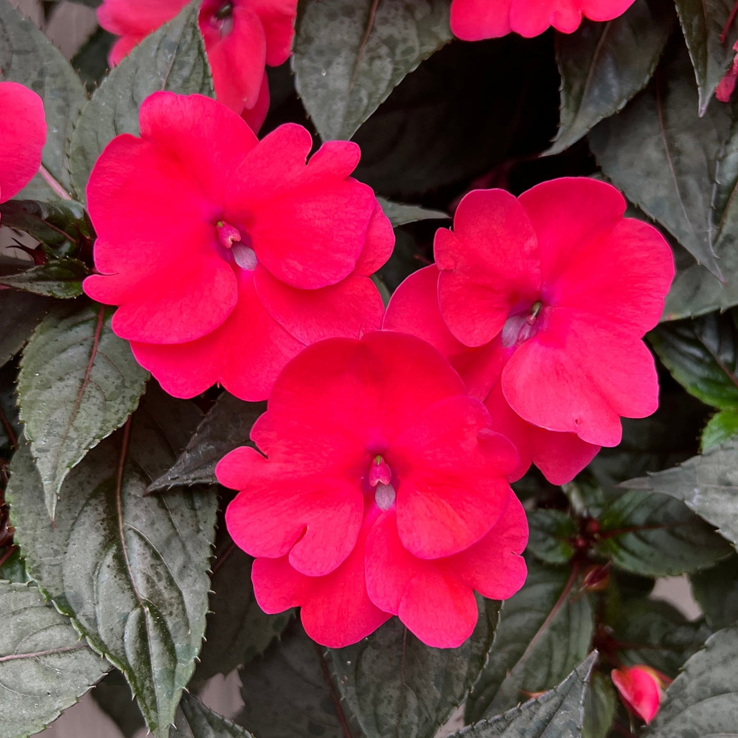 Sunpatiens® Compact Deep Rose Impatiens feature bright pink flowers with five rounded petals and dark green, lance-shaped leaves. These sun-tolerant blooms cluster closely for a vivid display against lush foliage. - Photo Property of Garden Crossings LLC.
