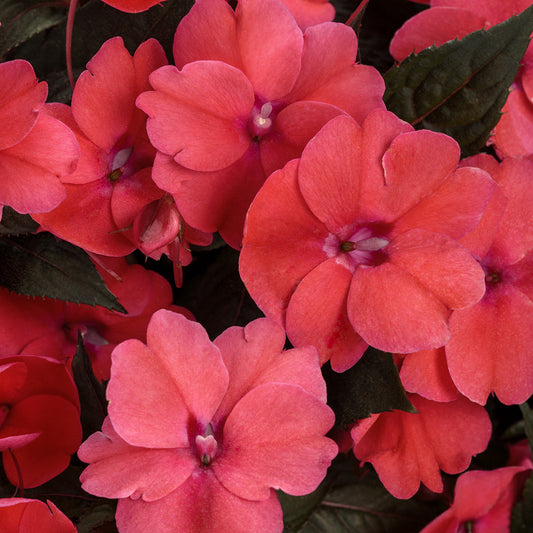 Sunpatiens® Compact Deep Rose Impatiens - Photo Courtesy of Proven Winners, Inc.