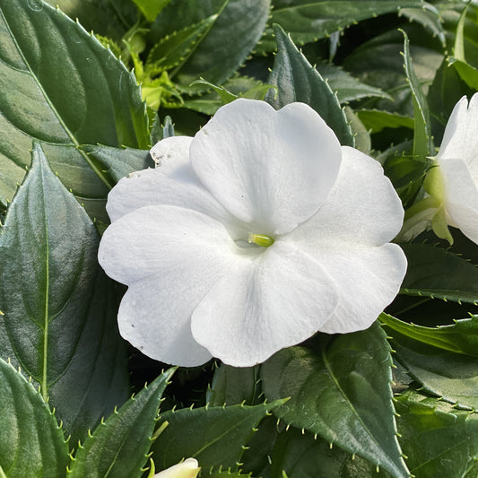 Sunpatiens® Compact Classic White Impatiens - Photo Property of Garden Crossings LLC