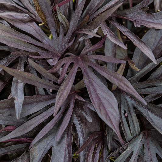 Sweet Caroline Medusa™ Black Ornamental Sweet Potato Vine (Ipomoea) - Photo Courtesy of Proven Winners, Inc.