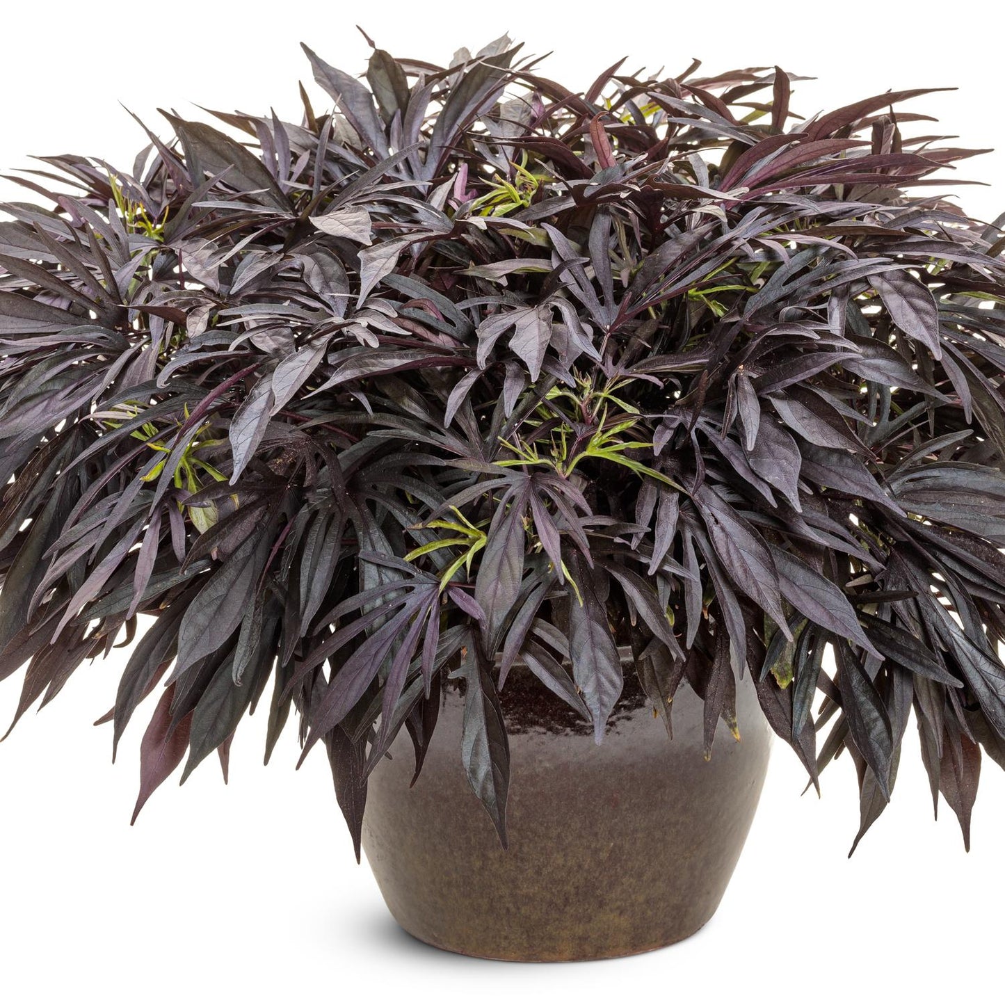 The Sweet Caroline Medusa™ Black Ornamental Sweet Potato Vine (Ipomoea) features dense, narrow, dark purple leaves in a brown round pot, beautifully displayed against a white background - Photo Courtesy of Proven Winners, Inc. Decorative pot not included.