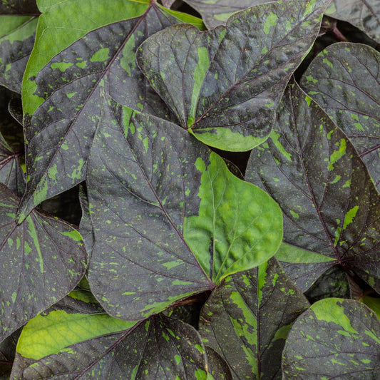 Sweet Caroline Sweetheart Shadowstorm™ Ornamental Sweet Potato Vine (Ipomoea) - Photo Courtesy of Proven Winners, Inc.