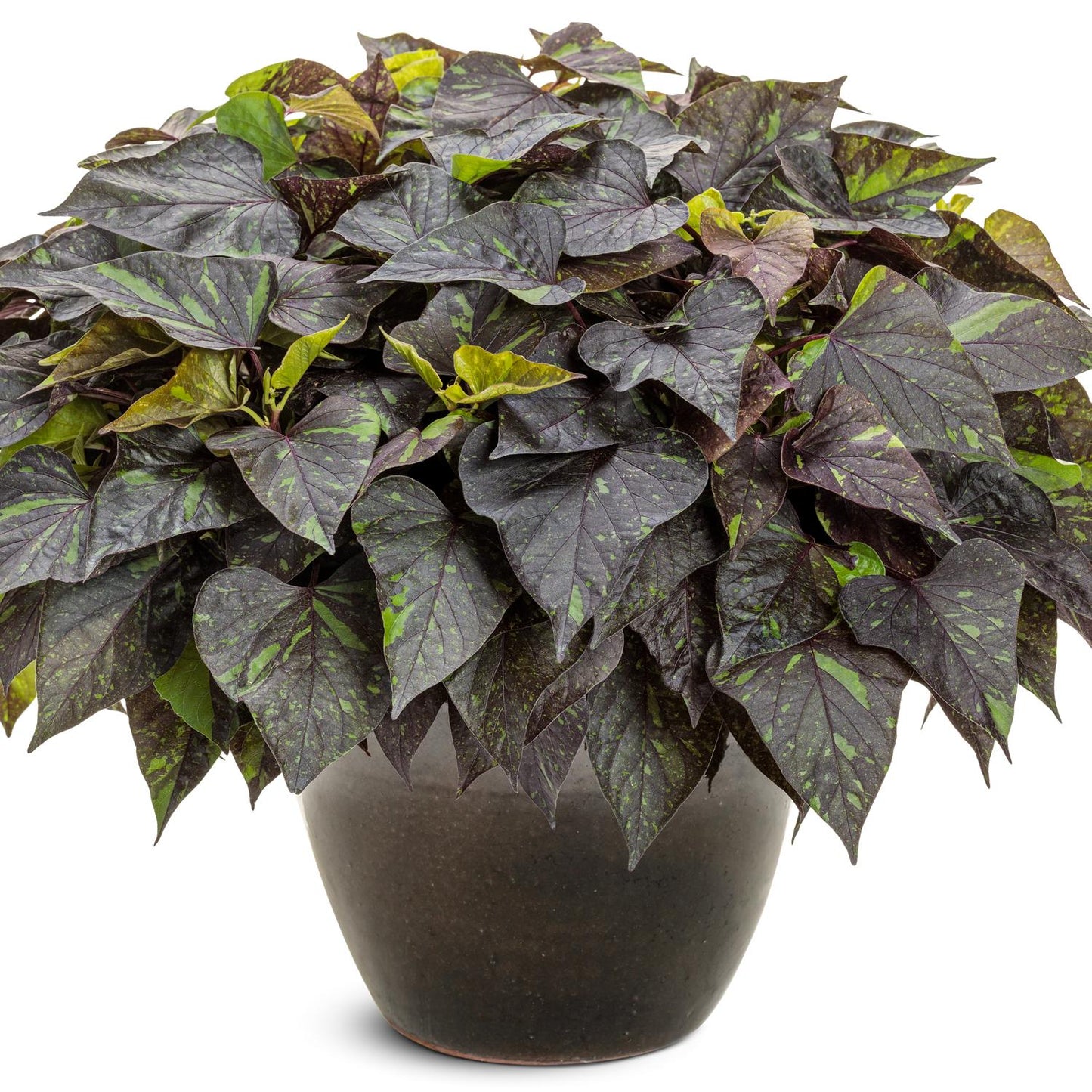 Sweet Caroline Sweetheart Shadowstorm™ Ornamental Sweet Potato Vine (Ipomoea) features dense, heart-shaped dark purple and green variegated leaves in a simple dark ceramic pot, beautifully displayed against a white background - Photo Courtesy of Proven Winners, Inc. Decorative pot not included.