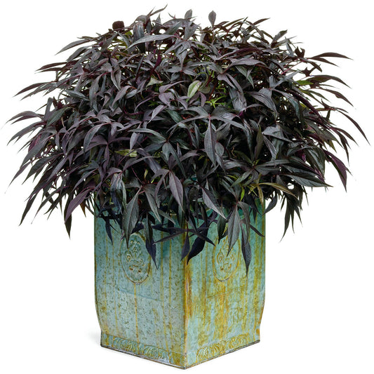 A lush Illusion® Midnight Lace Sweet Potato Vine (Ipomoea) with long, purple-black foliage grows in a tall, weathered, turquoise-green square planter featuring decorative patterns - Photo Courtesy of Proven Winners, Inc. Decorative pot not included.