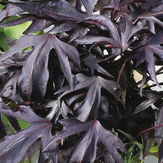 Illusion® Midnight Lace Sweet Potato Vine (Ipomoea) features dark purple, deeply lobed leaves with visible veins and pointed edges, forming dense, textured purple-black foliage - Photo Courtesy of Proven Winners, Inc.